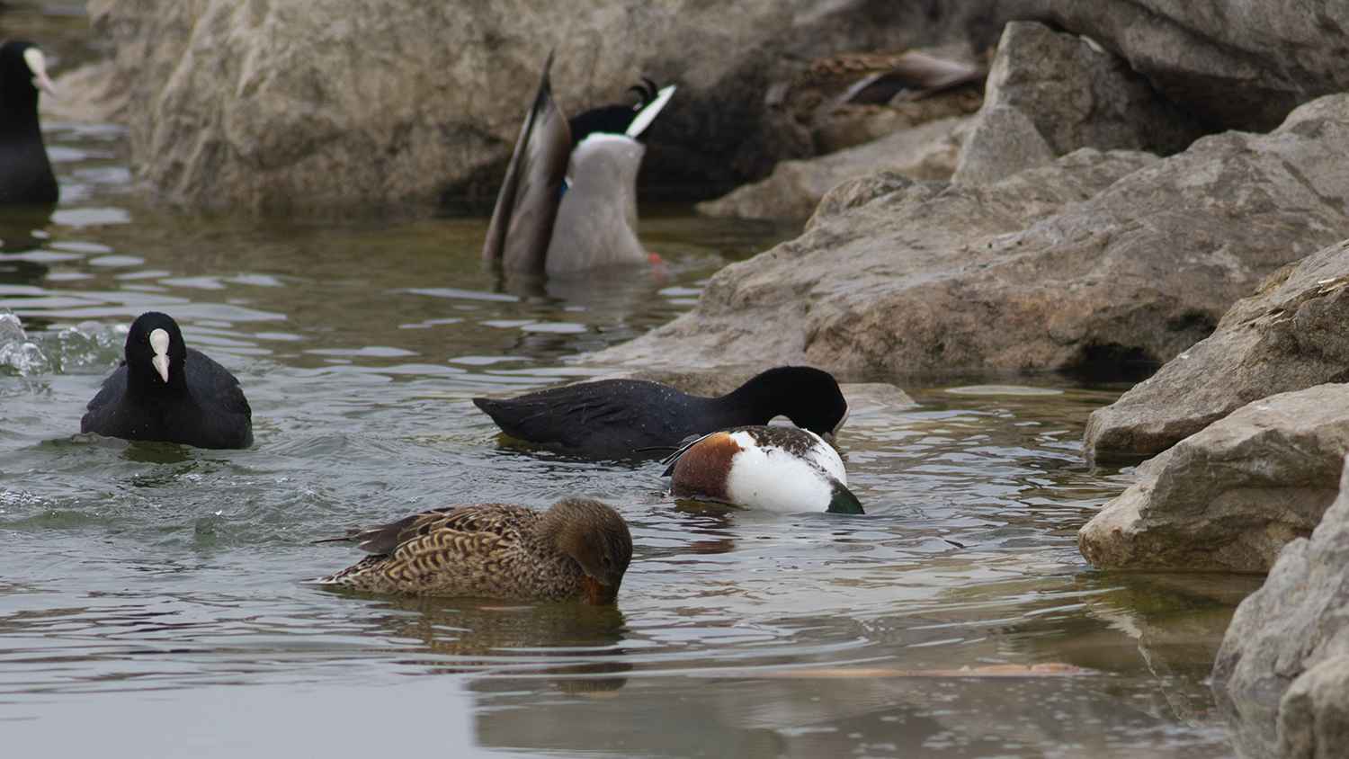 Northern Shoveler